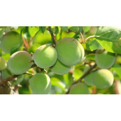 旬をお届け!青梅【2L～3Lサイズ(10kg)】
