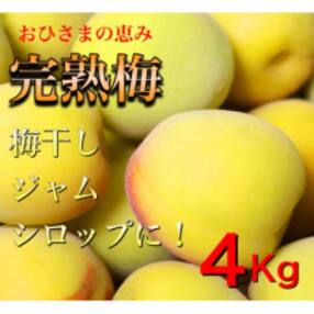 旬をお届け!完熟梅【Lサイズ4kg】