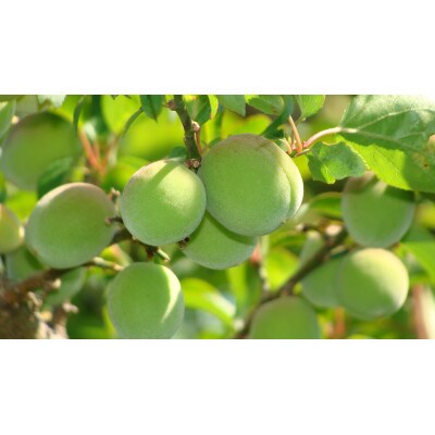 旬をお届け!青梅【Lサイズ(3kg)】