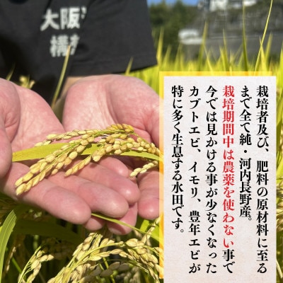 【令和8年10月10日以降順次発送】国際コンクール受賞米 純粋 河内長野日野産 約4.5kg　精米