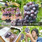 2025年8月中旬～発送　食べやすい!田中ぶどう園の種無しぶどう詰め合わせ　約2.1kg(3～4房)