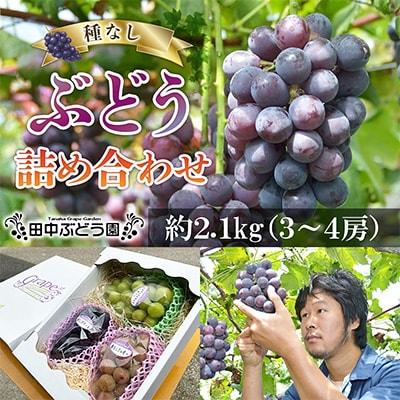2025年8月中旬～発送　食べやすい!田中ぶどう園の種無しぶどう詰め合わせ　約2.1kg(3～4房)