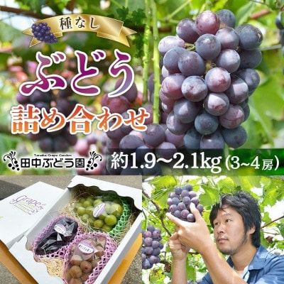 2026年8月中旬～発送　田中ぶどう園の種無しぶどう詰め合わせ　約1.9～2.1kg(3～4房)