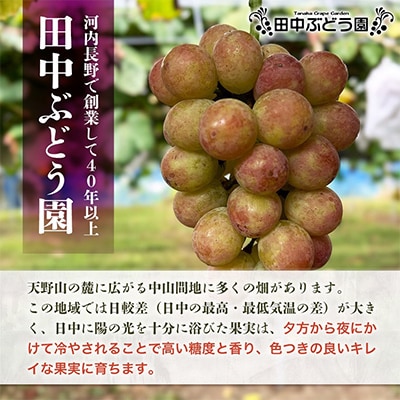2025年8月中旬～発送　食べやすい!田中ぶどう園の種無しぶどう詰め合わせ　約2.1kg(3～4房)