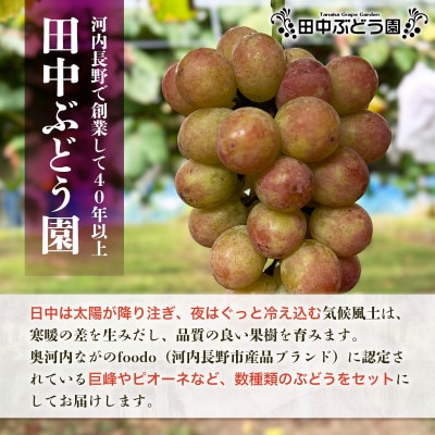 2026年8月中旬～発送　田中ぶどう園の種無しぶどう詰め合わせ　約1.9～2.1kg(3～4房)