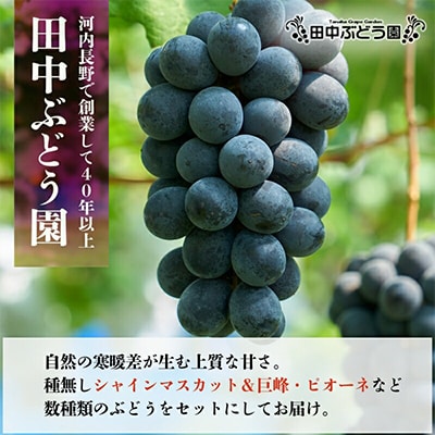 2026年8月中旬～発送 シャインマスカットと種無しぶどう詰合せ 約1.9～2.1kg(3～4房)
