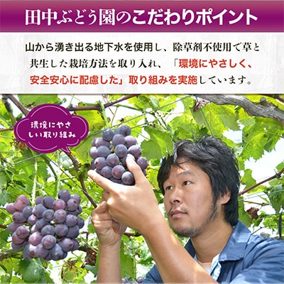 2025年8月中旬～発送　食べやすい!田中ぶどう園の種無しぶどう詰め合わせ　約2.1kg(3～4房)