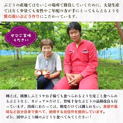 2026年8月中旬～発送　田中ぶどう園の種無しぶどう詰め合わせ　約1.9～2.1kg(3～4房)