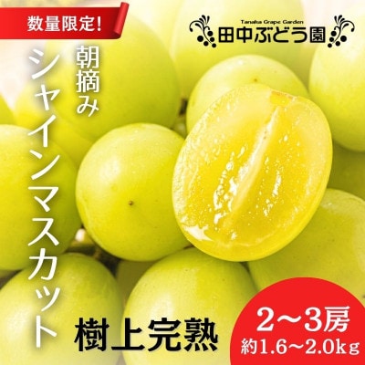 <2026年9月上旬～発送>田中ぶどう園の厳選朝採りシャインマスカット約1.6～2.0kg