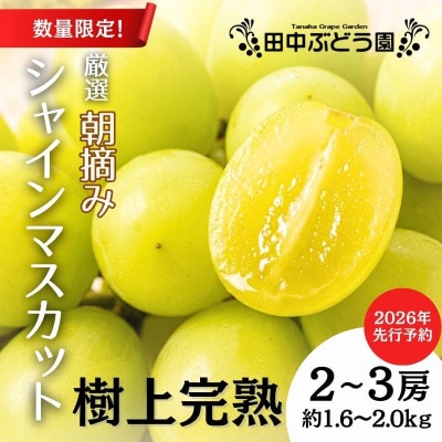<2026年9月上旬～発送>田中ぶどう園の厳選朝採りシャインマスカット約1.6～2.0kg