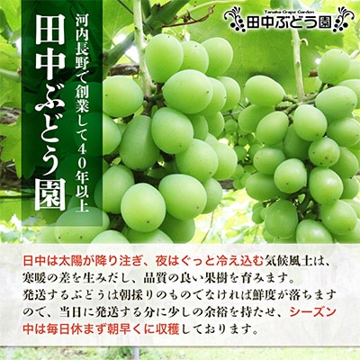 <2026年9月上旬～発送>田中ぶどう園の厳選朝採りシャインマスカット約1.6～2.0kg