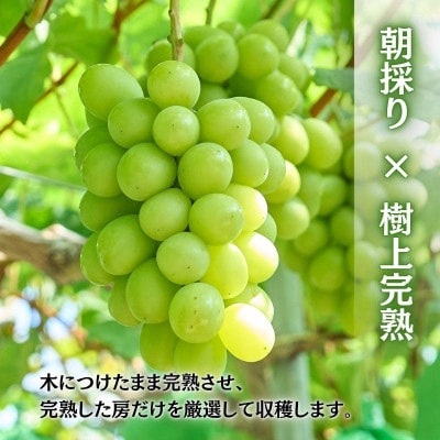 <2026年9月上旬～発送>田中ぶどう園の厳選朝採りシャインマスカット約1.6～2.0kg