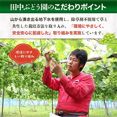 <2026年9月上旬～発送>田中ぶどう園の厳選朝採りシャインマスカット約1.6～2.0kg