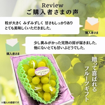 <2026年9月上旬～発送>田中ぶどう園の厳選朝採りシャインマスカット約1.6～2.0kg