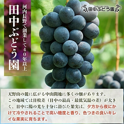 ほしぶどう 40g×5袋 国産 ドライフルーツ 無添加 複数品種 希少 レア 小分け