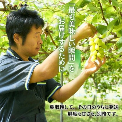 【2026年9月上旬～順次発送】田中ぶどう園の厳選朝採りシャインマスカット  約600g 1房