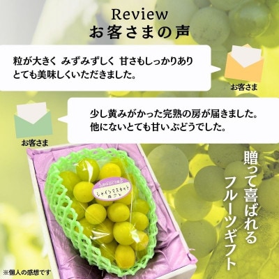 【2026年9月上旬～順次発送】田中ぶどう園の厳選朝採りシャインマスカット  約600g 1房