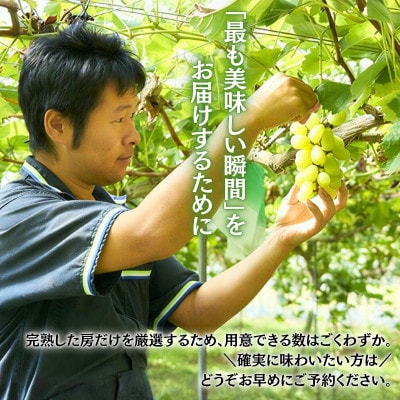 【2026年9月上旬～順次発送】田中ぶどう園の厳選朝採りシャインマスカット  約600g 1房