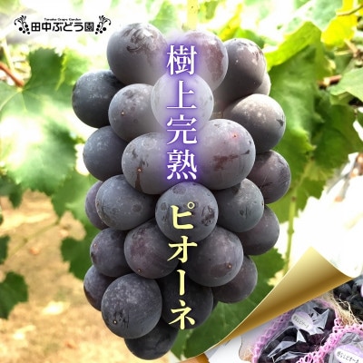 厳選 ピオーネ 約2.0kg(3～4房)詰め合わせ 大粒の種なしぶどうを朝採りでお届けします。