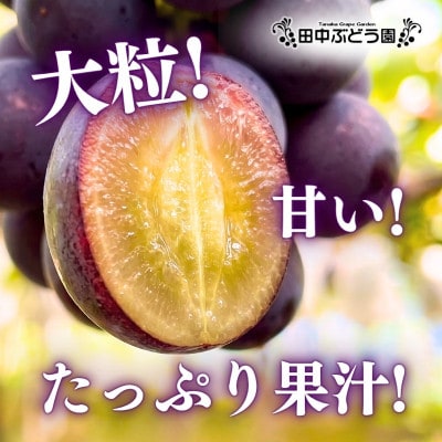 厳選 ピオーネ 約2.0kg(3～4房)詰め合わせ 大粒の種なしぶどうを朝採りでお届けします。