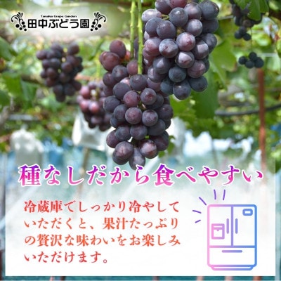 厳選 ピオーネ 約2.0kg(3～4房)詰め合わせ 大粒の種なしぶどうを朝採りでお届けします。