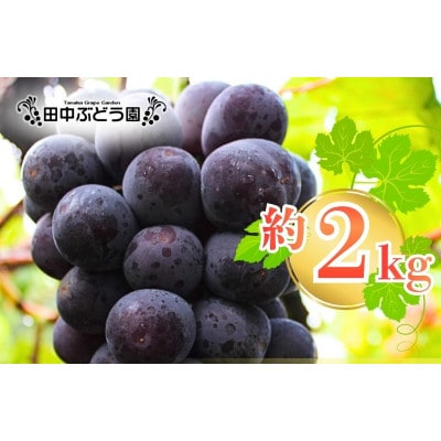 厳選 ピオーネ 約2.0kg(3～4房)詰め合わせ 大粒の種なしぶどうを朝採りでお届けします。