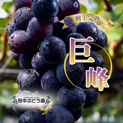 厳選 巨峰 約2.0kg(4～5房) 詰め合わせ 大粒の種なしぶどうを朝採りでお届けします。
