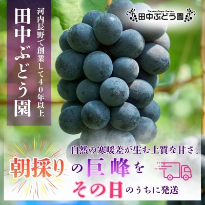 厳選 巨峰 約2.0kg(4～5房) 詰め合わせ 大粒の種なしぶどうを朝採りでお届けします。