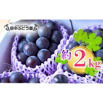 厳選 巨峰 約2.0kg(4～5房) 詰め合わせ 大粒の種なしぶどうを朝採りでお届けします。