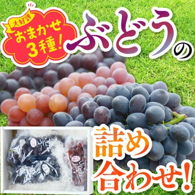 【2026年6月下旬～順次発送】おまかせオリジナル品種3種詰め合わせ 約1.4kg