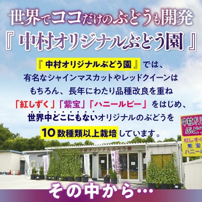 【2026年6月下旬～順次発送】おまかせオリジナル品種3種詰め合わせ 約1.4kg