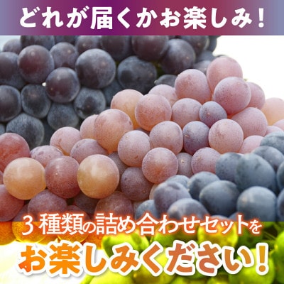 【2026年6月下旬～順次発送】おまかせオリジナル品種3種詰め合わせ 約1.4kg