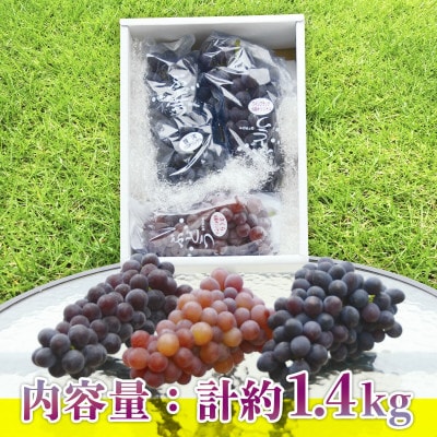 【2026年6月下旬～順次発送】おまかせオリジナル品種3種詰め合わせ 約1.4kg