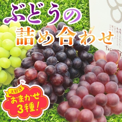 【2026年6月下旬～順次発送】おまかせオリジナル品種3種詰め合わせ(皮ごと食べられる品種1房含む)