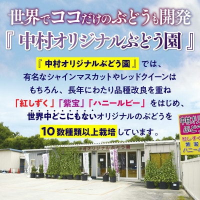 【2026年6月下旬～順次発送】おまかせオリジナル品種3種詰め合わせ(皮ごと食べられる品種1房含む)