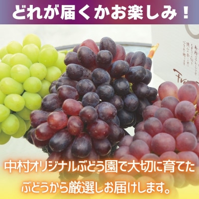 【2026年6月下旬～順次発送】おまかせオリジナル品種3種詰め合わせ(皮ごと食べられる品種1房含む)