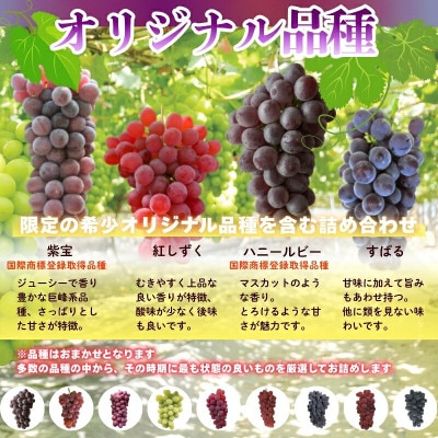 【2026年7月上旬～順次発送】おまかせオリジナル品種3種詰め合わせ(皮ごと食べられる品種1房含む)