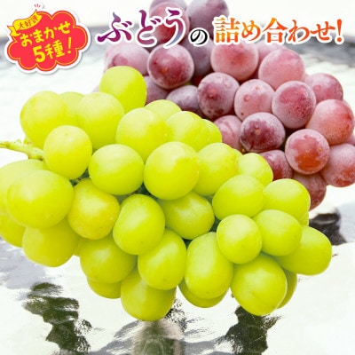 【2026年6月下旬～順次発送】おまかせオリジナル品種5種 約2.8kg 中村オリジナルぶどう園
