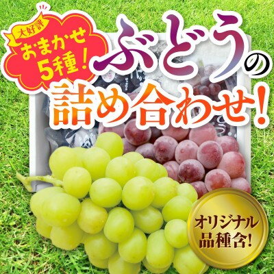 【2026年6月下旬～順次発送】おまかせオリジナル品種5種 約2.8kg 中村オリジナルぶどう園
