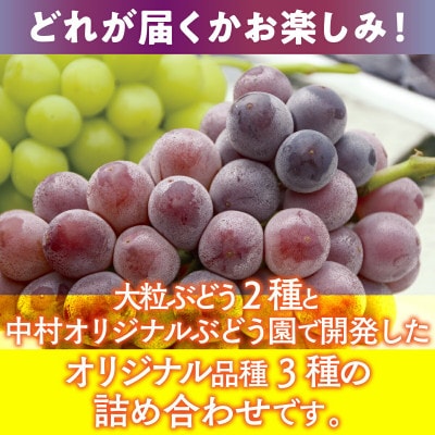 【2026年6月下旬～順次発送】おまかせオリジナル品種5種 約2.8kg 中村オリジナルぶどう園