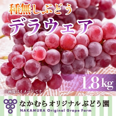【2026年7月中旬～順次発送】デラウェア 1.8kg 中村オリジナルぶどう園