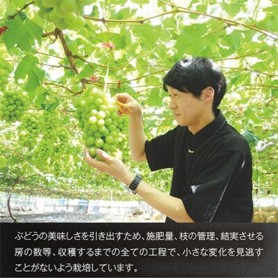 【2026年7月中旬～順次発送】デラウェア 1.8kg 中村オリジナルぶどう園