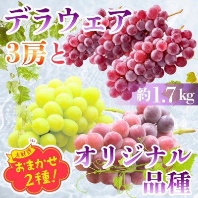 デラウエア3房とオリジナル品種おまかせ2種 約1.7kg 中村オリジナルぶどう園