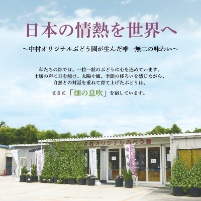 デラウエア3房とオリジナル品種おまかせ2種 約1.7kg 中村オリジナルぶどう園
