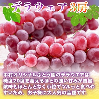 デラウエア3房とオリジナル品種おまかせ2種 約1.7kg 中村オリジナルぶどう園