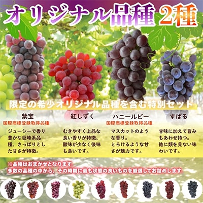 デラウエア3房とオリジナル品種おまかせ2種 約1.7kg 中村オリジナルぶどう園