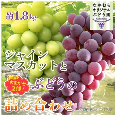 【2026年7月中旬～順次発送】シャインマスカットとおまかせオリジナル品種詰め合わせ2種約1.8kg