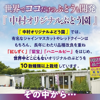【2026年7月中旬～順次発送】シャインマスカットとおまかせオリジナル品種詰め合わせ2種約1.8kg