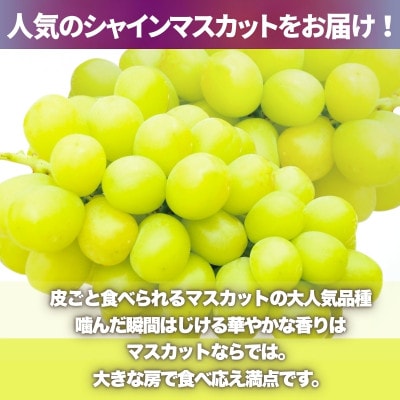 【2026年7月中旬～順次発送】シャインマスカットとおまかせオリジナル品種詰め合わせ2種約1.8kg