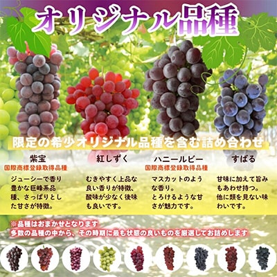 【2026年7月中旬～順次発送】シャインマスカットとおまかせオリジナル品種詰め合わせ2種約1.8kg